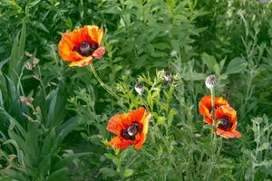 kleurrijke heldere papaverbloemen foto