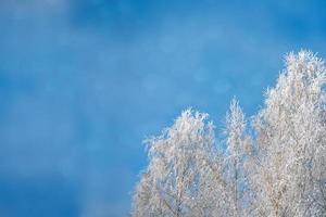 bevroren winterbos met besneeuwde bomen. foto