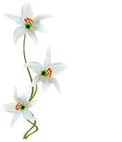lelie bloemen geïsoleerd op een witte achtergrond foto