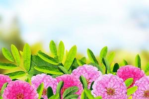 kleurrijke en kleurrijke bloemen zinnias. zomer landschap. foto