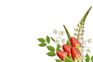 lupine mooie bloemen op een witte achtergrond foto