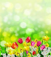 lentebloemen narcissen en tulpen foto