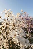 prachtige magnolia bloeit in het voorjaar
