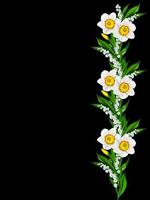 lente bloemen narcissen geïsoleerd op zwarte achtergrond foto