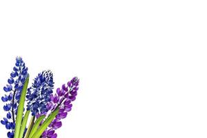 blauwe lupine mooie bloemen op een witte achtergrond foto