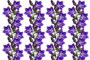 patroon van wilde bloemen boshyacinten foto