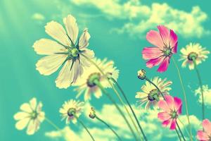 madeliefjebloemen op blauwe hemelachtergrond foto