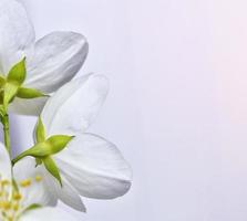 witte jasmijn de tak delicate lentebloemen foto