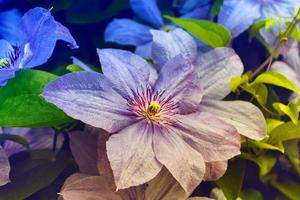 kleurrijke en heldere bloemen clematis foto
