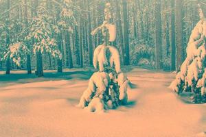 bevroren winterbos met besneeuwde bomen. foto