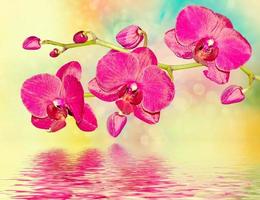 kleurrijke heldere orchideebloemen op een achtergrond van het zomerlandschap. foto