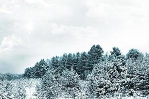 sneeuwval in het bos. winterlandschap foto