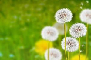 wilde bloemen paardebloemen. natuur. foto