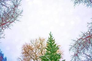 bevroren winterbos met besneeuwde bomen. foto