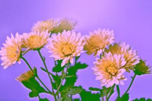 kleurrijke chrysantenbloemen op een achtergrond van het herfstlandschap foto