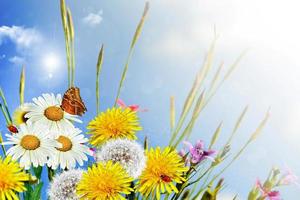 zomer landschap. wilde bloemen foto