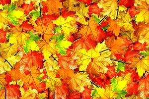 abstracte achtergrond van herfstbladeren van esdoorn foto