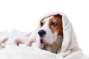 hond onder een deken op wit foto