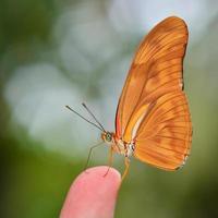 oranje vlinder
