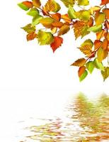 herfstbladeren van berk geïsoleerd op witte achtergrond foto