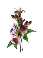 alstroemeria bloem geïsoleerd op een witte achtergrond foto