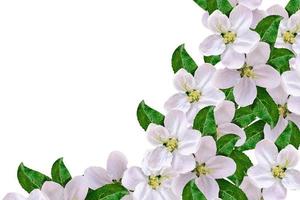 mooie delicate witte bloemen van appelbloesem geïsoleerd op een witte achtergrond.