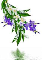 blauwe iris bloem geïsoleerd op witte achtergrond foto