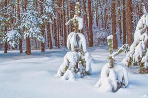 bevroren winterbos met besneeuwde bomen. foto