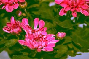 kleurrijke chrysantenbloemen op een achtergrond van het herfstlandschap foto