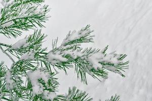 bevroren winterbos met besneeuwde bomen. foto