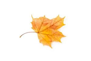 heldere kleurrijke herfstbladeren foto