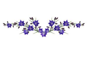 blauwe bloemen campanula geïsoleerd op witte achtergrond foto