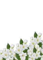 tak van jasmijn bloemen geïsoleerd op een witte achtergrond foto