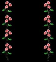bloemknoppen van rozen geïsoleerd op zwarte achtergrond foto