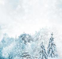 bos in de vorst. winters landschap. besneeuwde bomen. foto