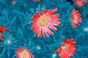 kleurrijke asterbloemen op een achtergrond van het herfstlandschap foto