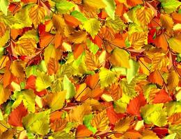 herfstbladeren van berken foto