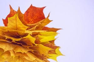 herfstlandschap met helder kleurrijk gebladerte. nazomer. foto