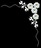 witte bloemen geïsoleerd op een zwarte achtergrond. kader. foto
