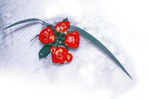 verse bloemen in de sneeuw. bevroren roos. foto
