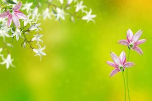 bloemenachtergrond met heldere lentebloemenklokken foto