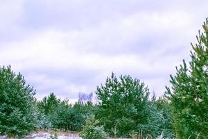 bevroren winterbos met besneeuwde bomen. foto