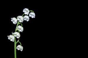 lelietje-van-dalen bloem foto