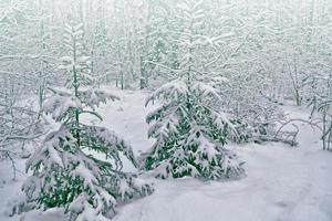 bevroren winterbos met besneeuwde bomen. foto