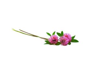 wilde rode klaver. trifolium pratense foto