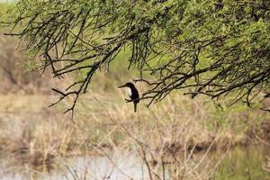 een ijsvogel zat op de tak van een boom in een wild bos in India foto