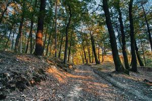 landschap geschoten in bos foto