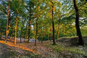 landschap geschoten in bos foto