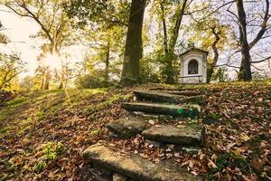 landschap geschoten in bos foto