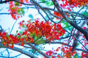 zomerpoinciana phoenix is een bloeiende plantensoort die in de tropen of subtropen leeft. rode vlamboombloem, koninklijke poinciana foto